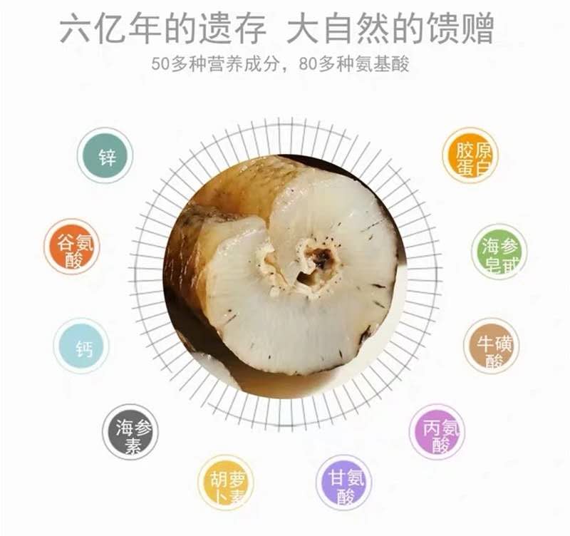 Australian Golden Sandfish Dried Sea Cucumber 精選澳洲野生金沙參 Size XL 15-19pcs/500g