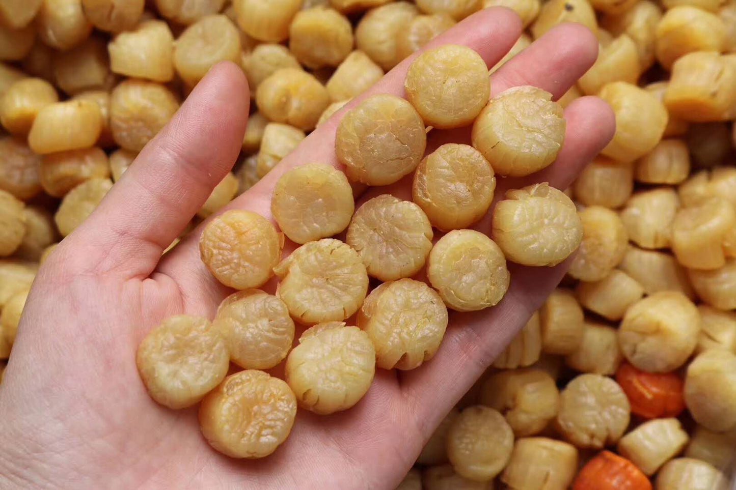 Australian Premium Grade Dried Scallops 澳洲干贝元贝瑶柱 250g