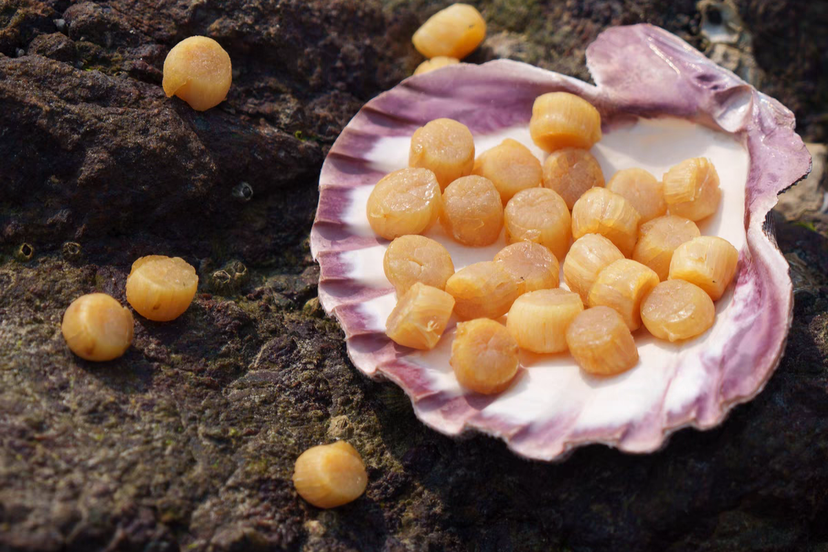Premium Grade Dried Scallops 澳洲元贝干贝/瑶柱约250粒 500g
