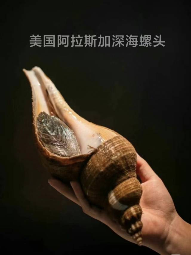 USA Dried Whole Conch 美国带奄响螺头250g