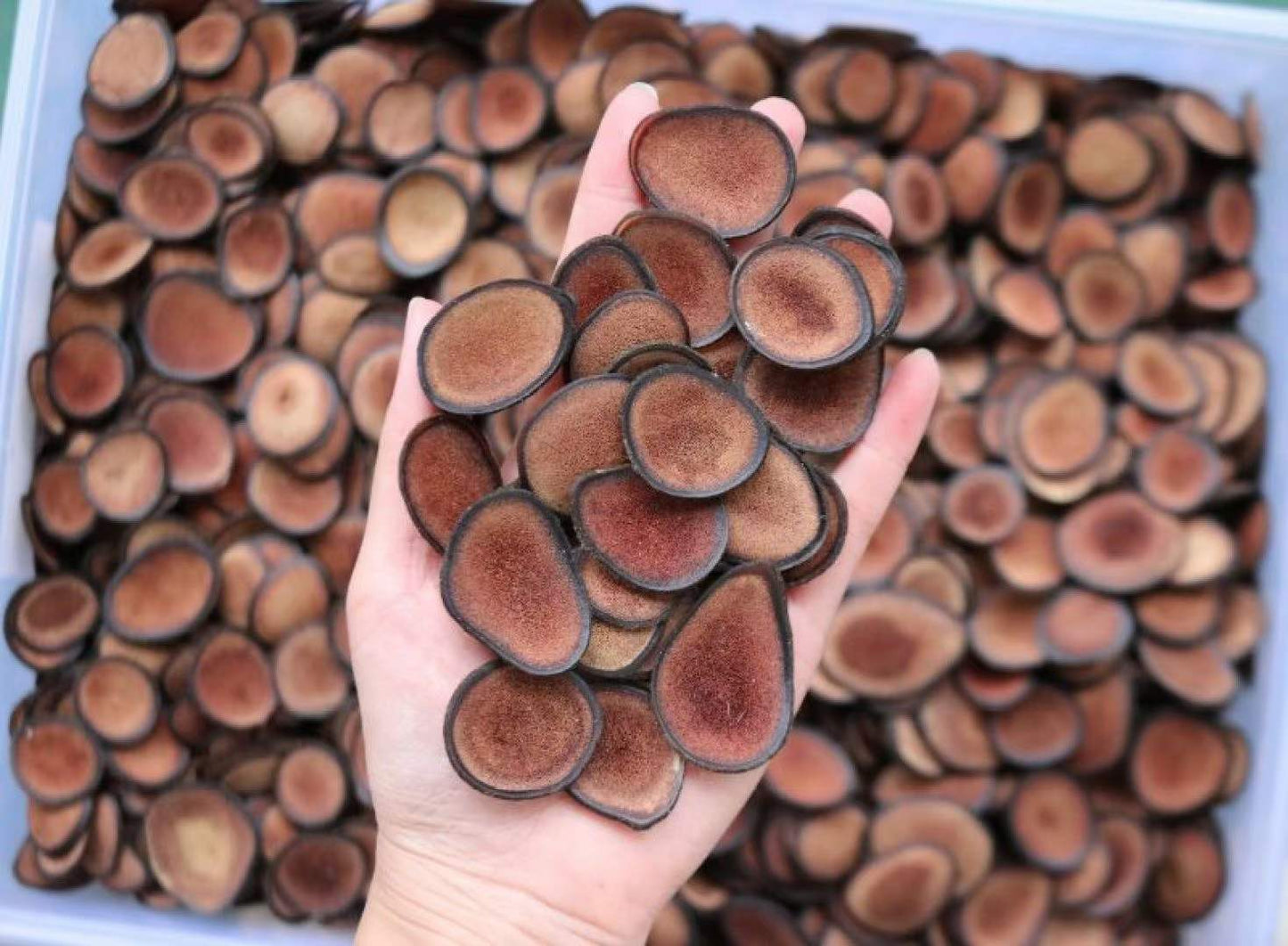 New Zealand Deer Antler Velvet 新西兰鹿茸片A级顶茸 30g