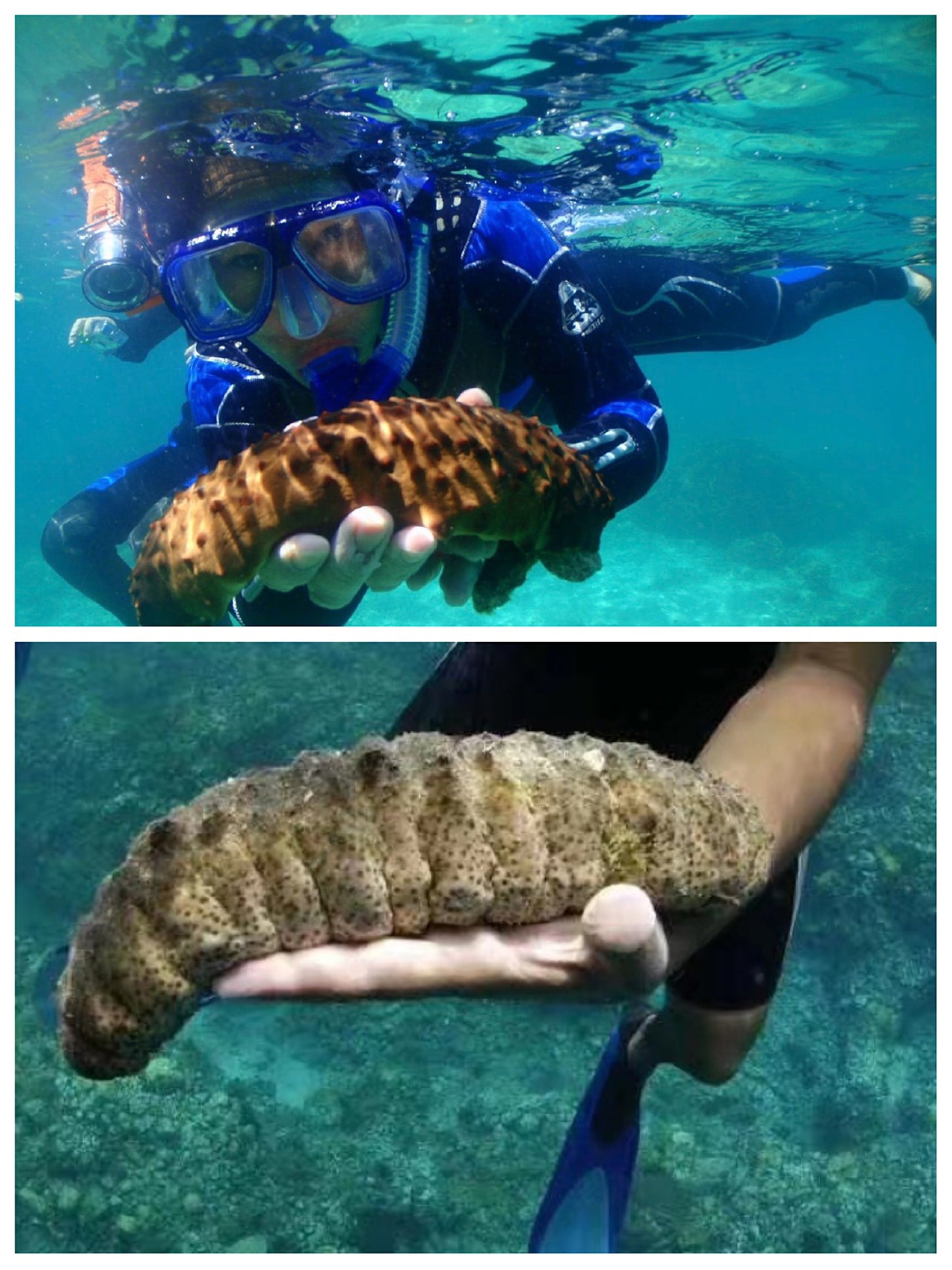 Australian Wild Sea Cucumber - Sandfish Size L-XL澳洲野生纹秃参大码加大码海參15-30头